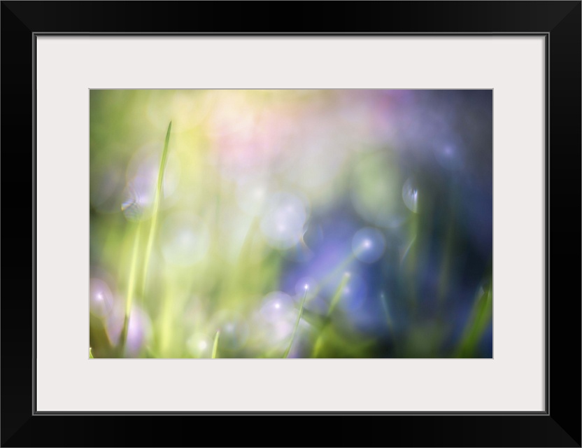 Soft light on blades of grass with dew drops.