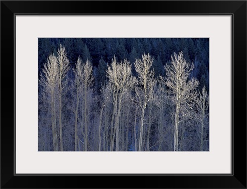 Cool Winter Fine Art Print, Signature Black Frame