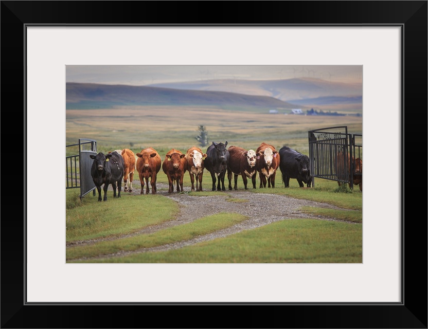 One of my best animal portraits when everyone looked straight to the camera at the same time. These cows must really like ...