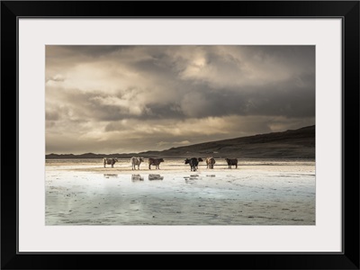 Cows On The Beach At Scarista