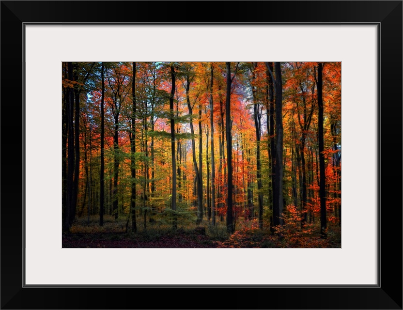 Wall art of a landscape photograph of slender, straight trees in a forest with a rainbow of autumn colored leaves.