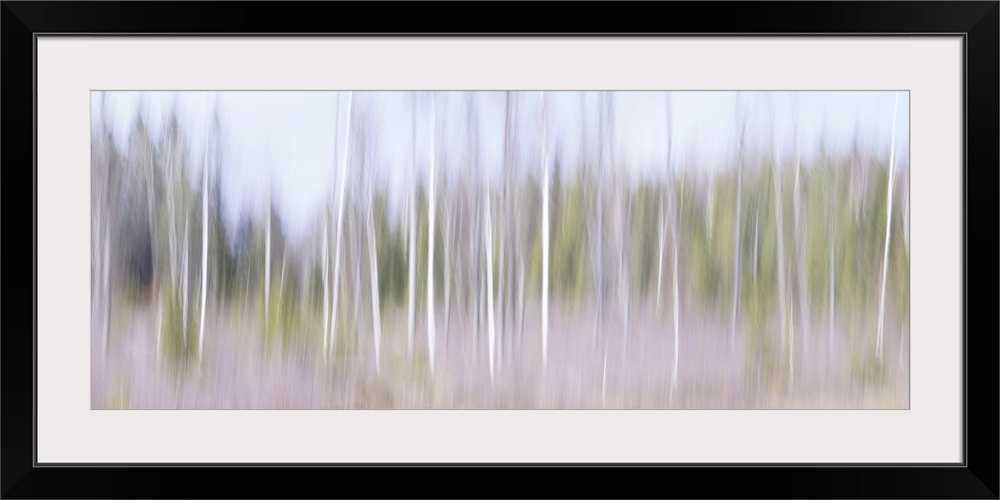 Artistically blurred photo. Young birch trees in a forest in south east Sweden on a sunny winter day.