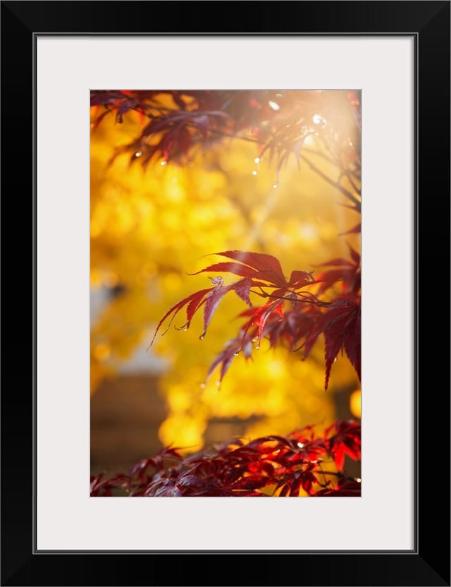 Sunlight shining though fall foliage in a forest.