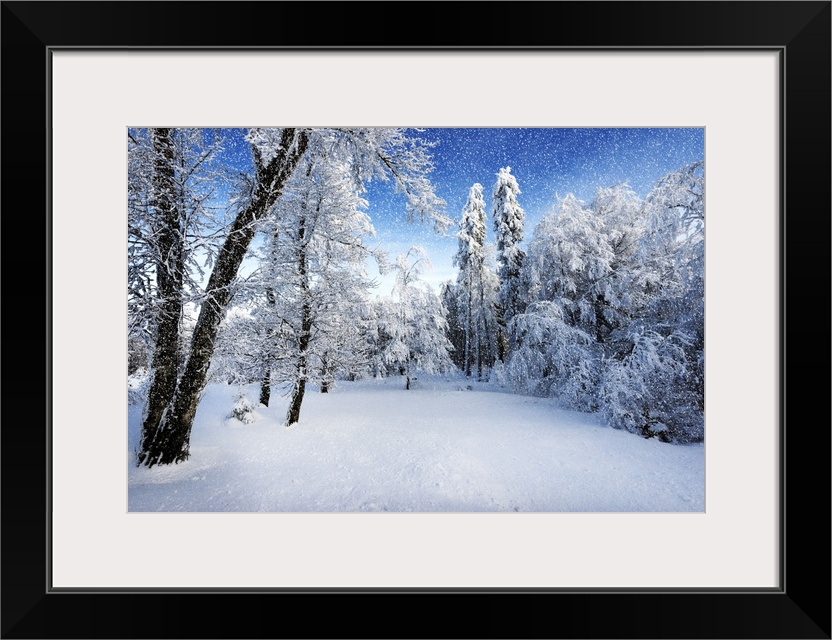 A photograph of a forest in fresh snow in winter.