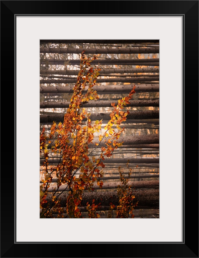 Small colorful tree with trunks in the background