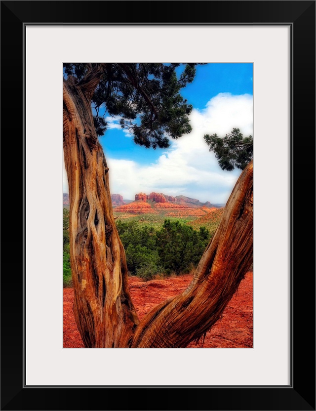 Looking through the branches of a Bristlecone Pine, Sedona, Arizona.