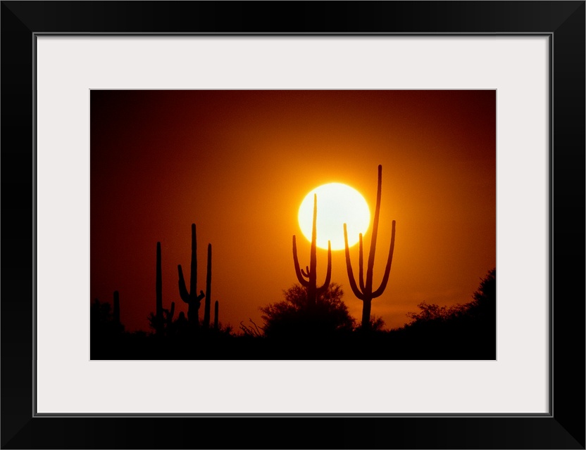 Photograph of cacti and bush silhouettes with bright setting sun in the background.