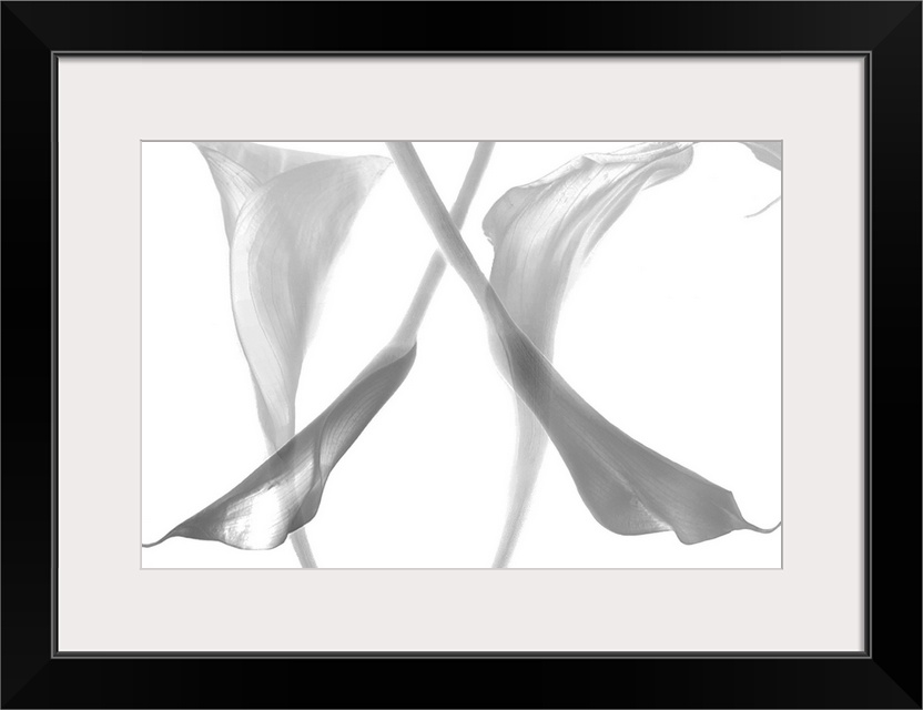 Diaphanous calla lilies. This artwork represents the callas flowers in monochrome and the look transparent.