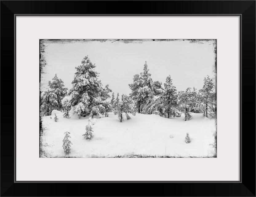 Fir trees under snow with photo texture