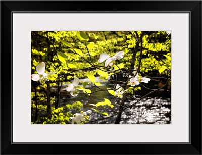 Dogwood Bloom Along a River