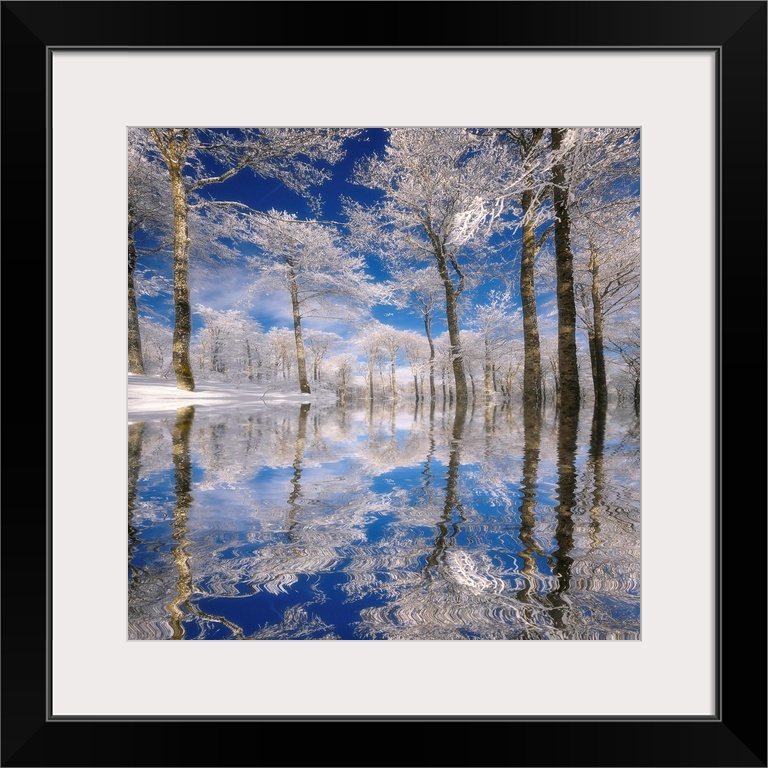 This square photograph of a frozen landscape shows ice covered trees reflecting in the rippling surface of water.