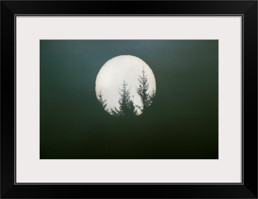 Douglas firs are silhouetted by a rising full moon, Washington.