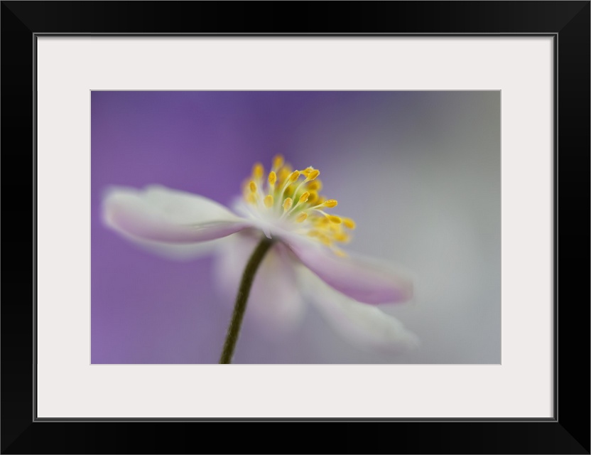 Macro photograph of the yellow center of an anemone nemorosa flower with a purple and gray background and a shallow depth ...
