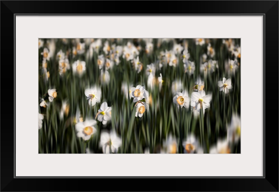 Close Up View of a Daffodil Field with selective Blur