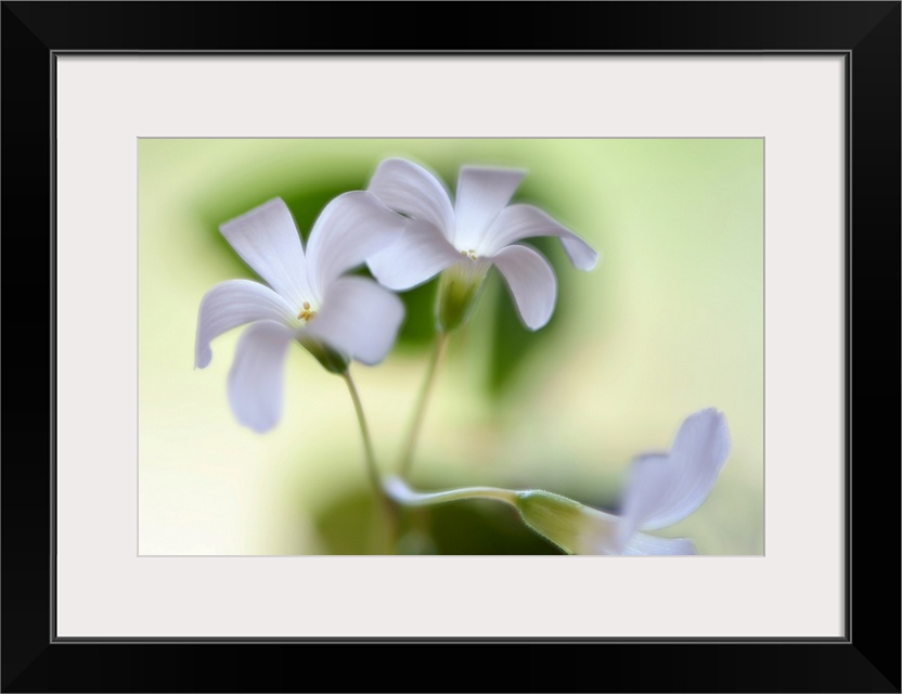 Close-up photograph of three white flowers with a shallow depth of field.