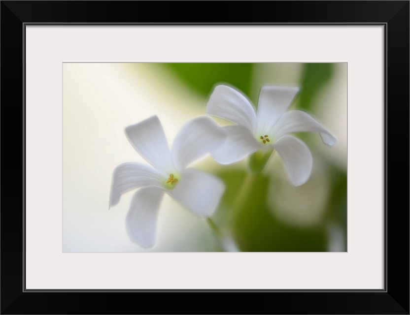 Close-up photograph of two white flowers with a shallow depth of field.