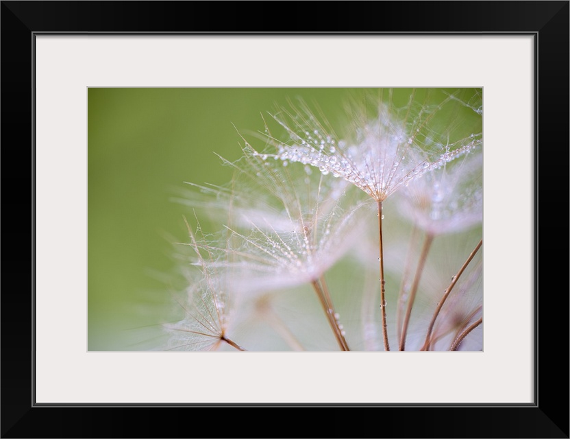 An image of a dandelion taken in the studio with water droplets.