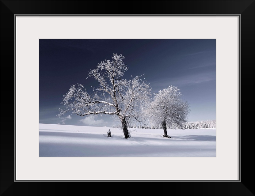 Large photograph of a snow covered landscape, two trees in the foreground, am open field behind them with a snowy tree lin...