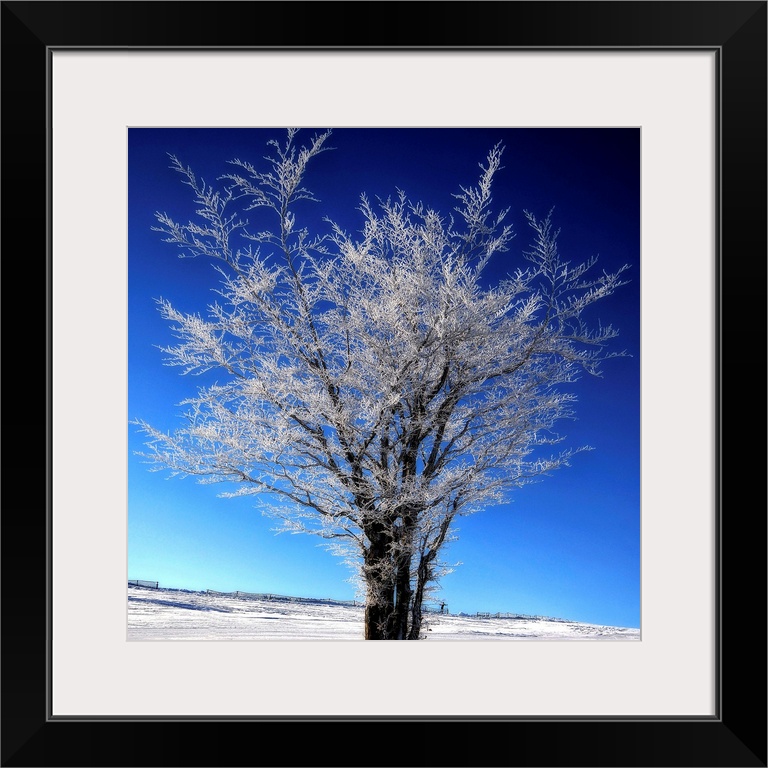 A frozen tree in winter in front of a blue sky