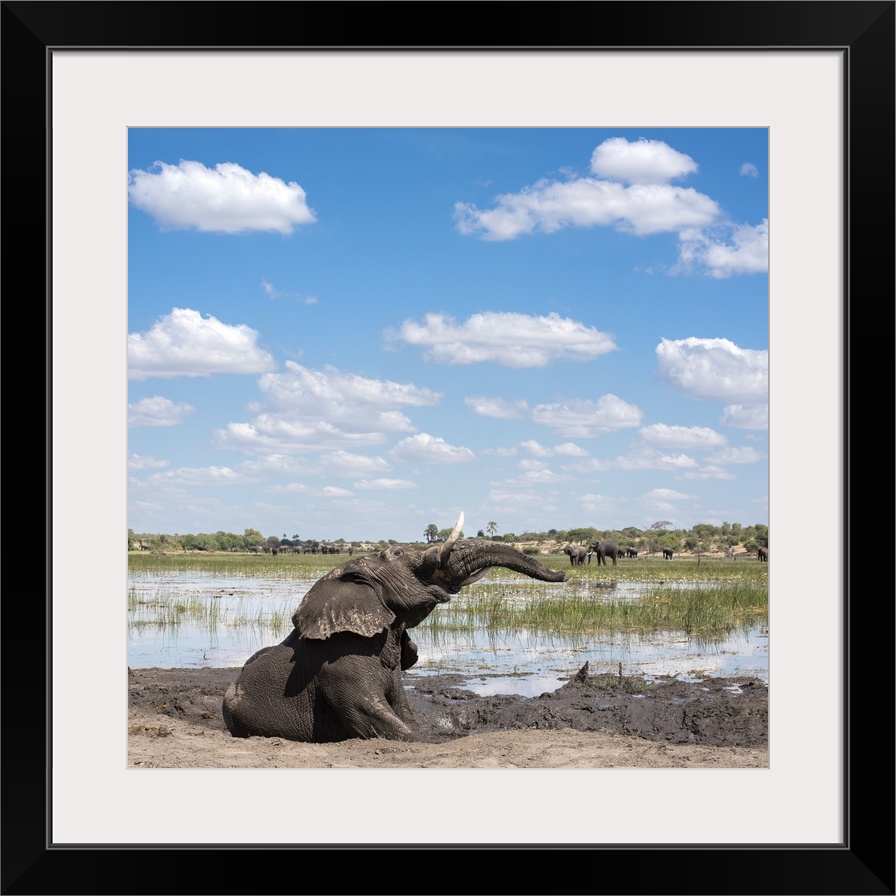 An elephant throws his head around enjoying his mudbath.