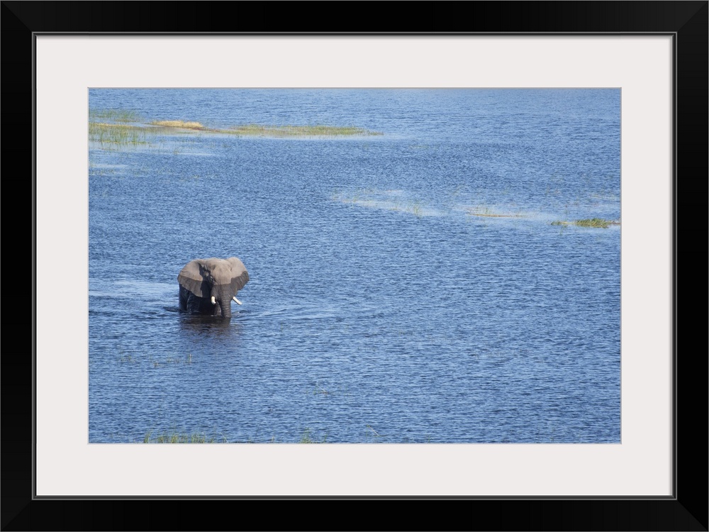 Large bull elephant crosses the Boteti river.