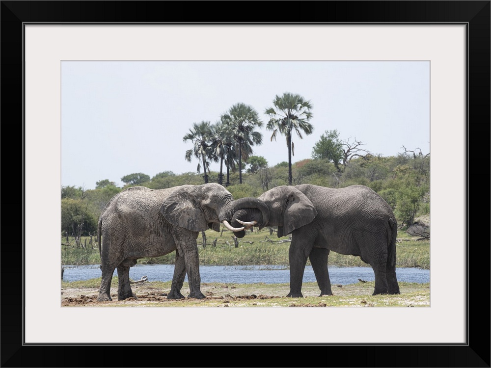 Elephants Greet one another at the Boteti River.