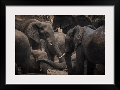 Elephant Mud Bath