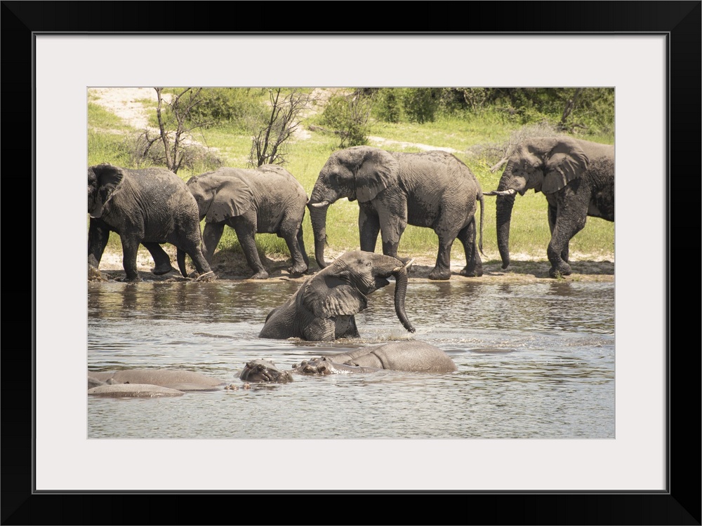 Elephant splashes around with the hippos to keep cool.