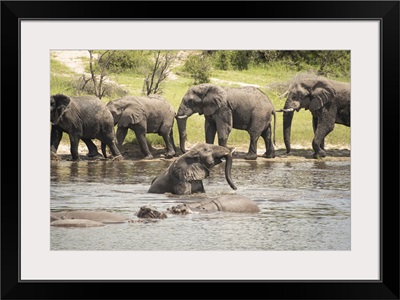 Elephant Pool Party