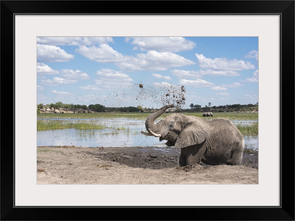 Elephant joyfully throws mud in the air next to the Boteti River in Botswana.