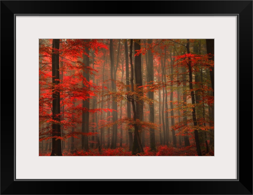 A landscape photograph of a forest full of autumn leaves and misty fog.