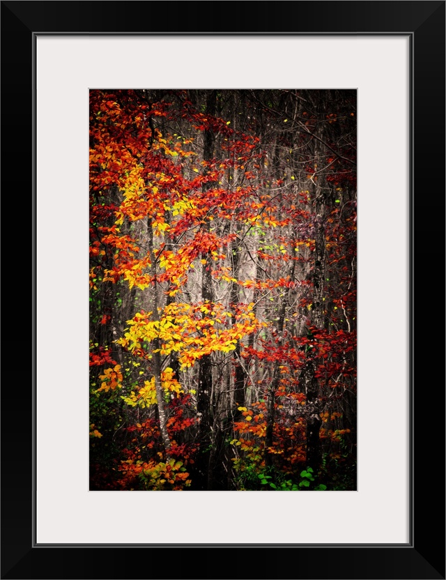 Colorful leaves in autumn