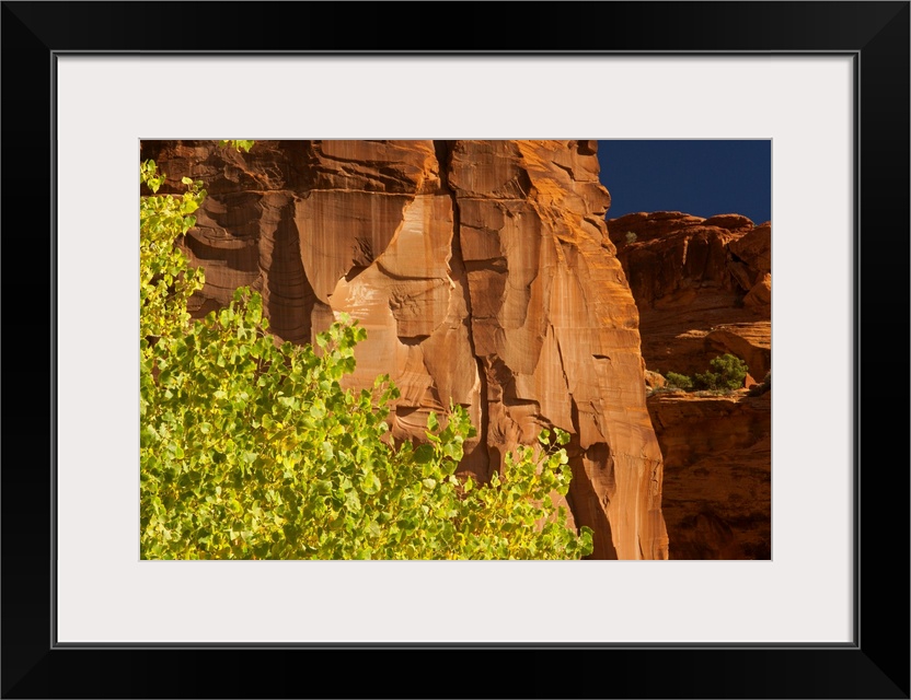 Aspen trees, Canyon de Chelley National Monument, Arizona