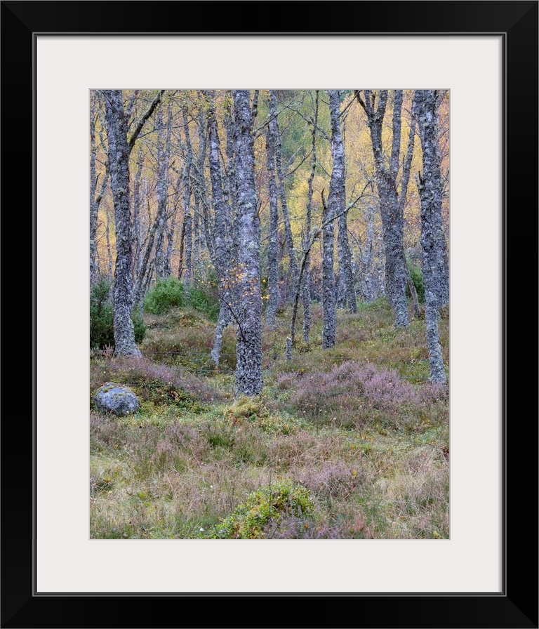 A soft dusk in an ancient Scottish woodland in the Cairngorms with lichen covered trees and mossy undergrowth.