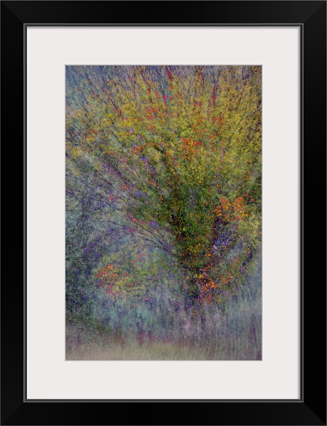 An abstract photograph of a tree in autumn foliage.