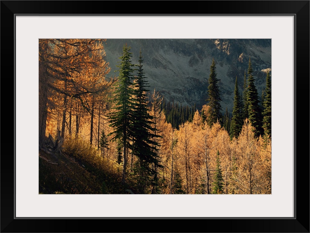 Larches and fir trees on a mountain slope in fall.