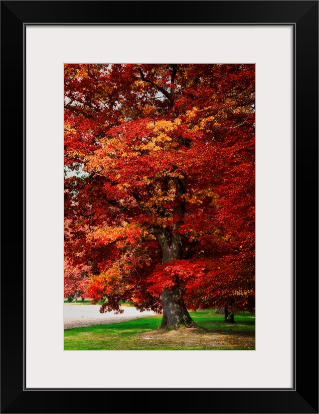 Red oak with expressionist photo or painterly effect