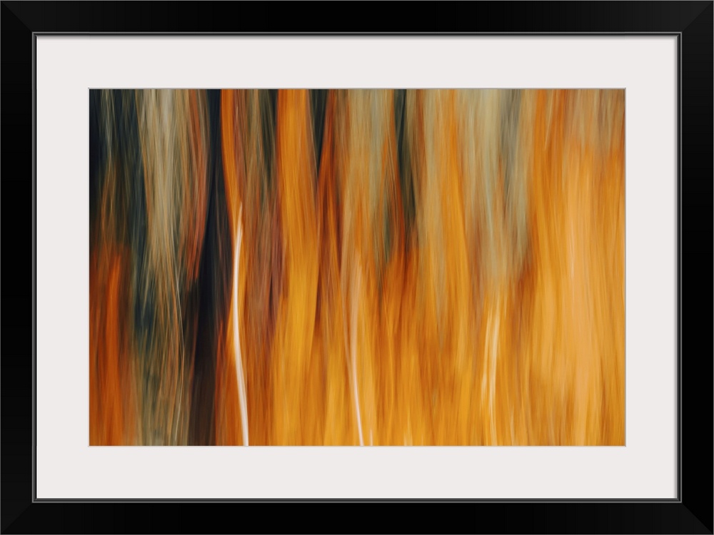 Abstract view of a group of trees.