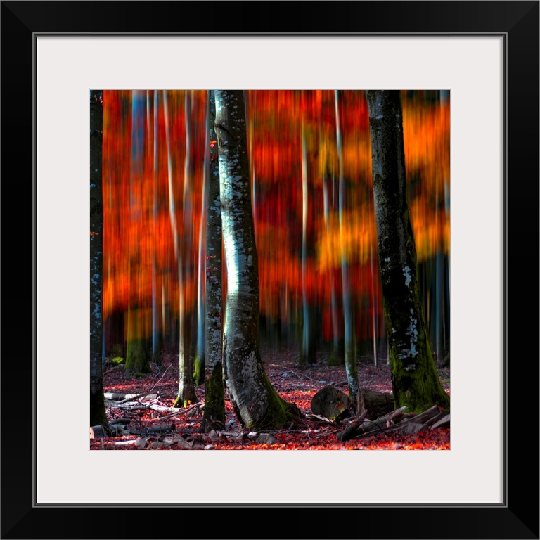 A square canvas print of tree trunks in the foreground of blurry autumn colors.