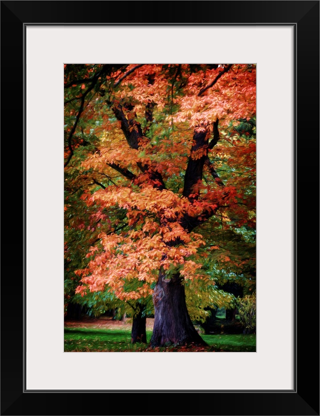 Fine art photograph of a tall tree with brightly colored fall leaves.