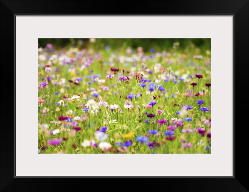 Very colorful flower fields with a expressionist photo effect