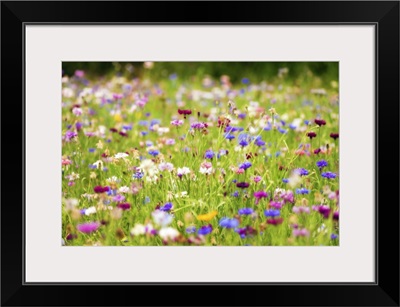 Field Of Flowers In Paintography