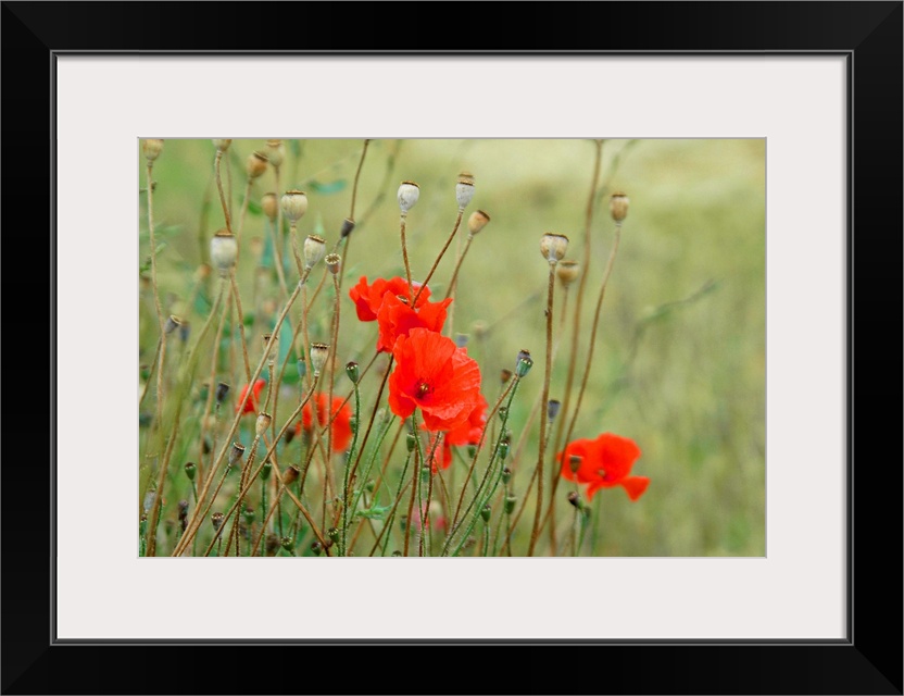 Poppies are a powerful symbol particularly here in the fields in Flanders.