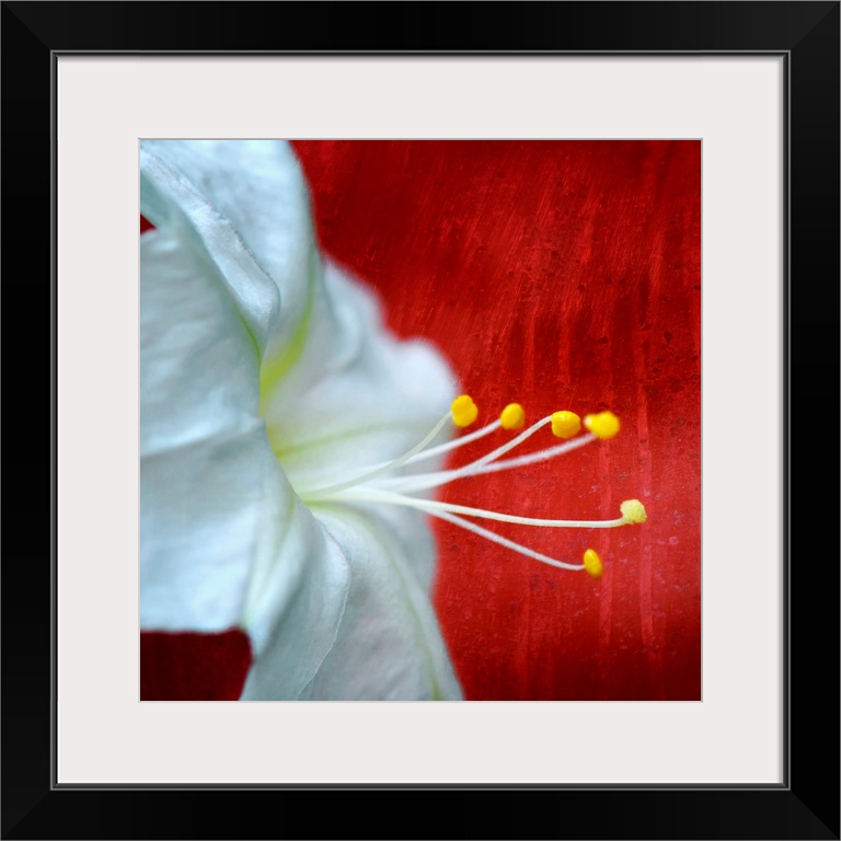 Up-close photograph of flower showing its petals and stamen against a boldly colored background.