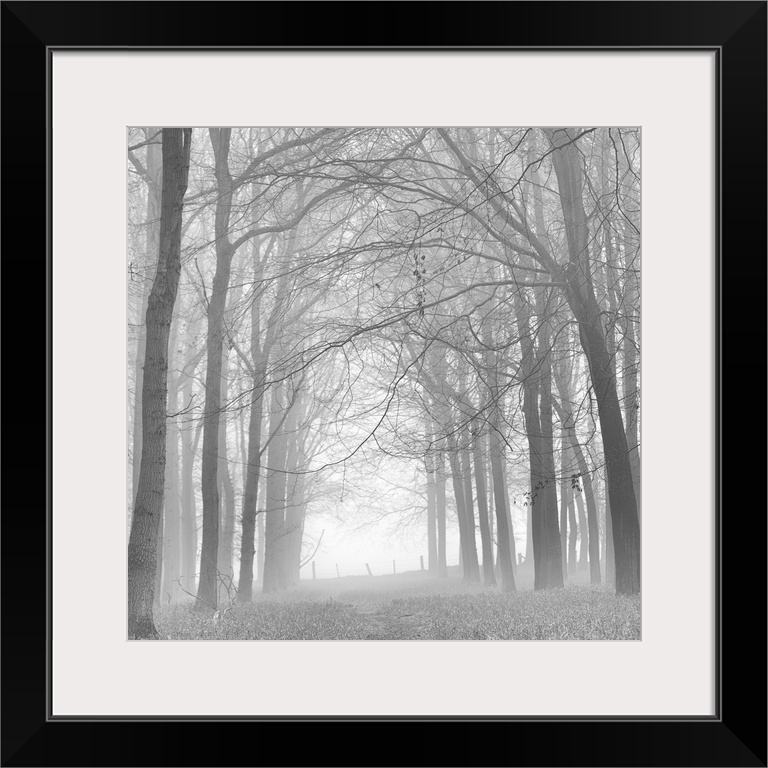 A monochrome black and white. Woodland lane in mist.