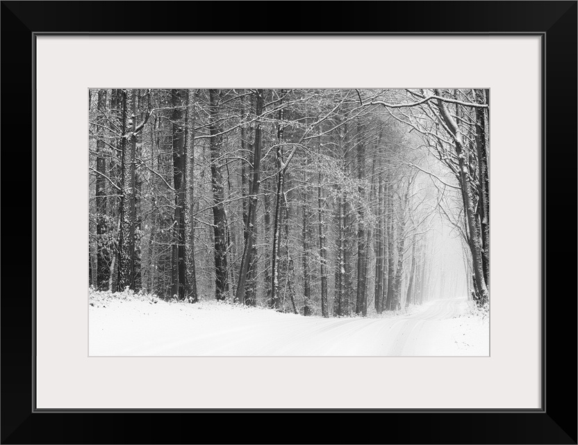 Fine art photo of a path going through a forest in winter, in black and white.