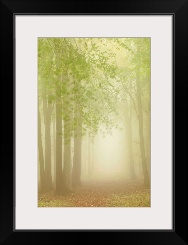 An avenue of tall trees with fresh green leaves on a misty dawn morning.