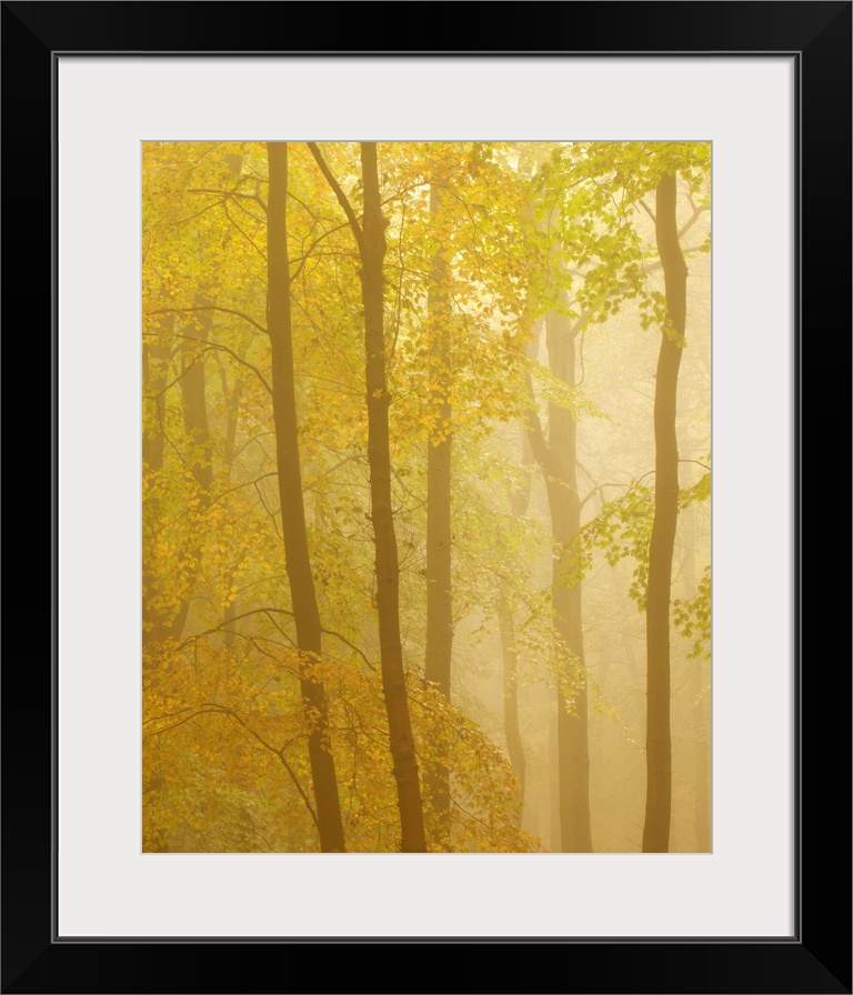 An avenue of tall trees with fresh green leaves on a misty dawn morning.