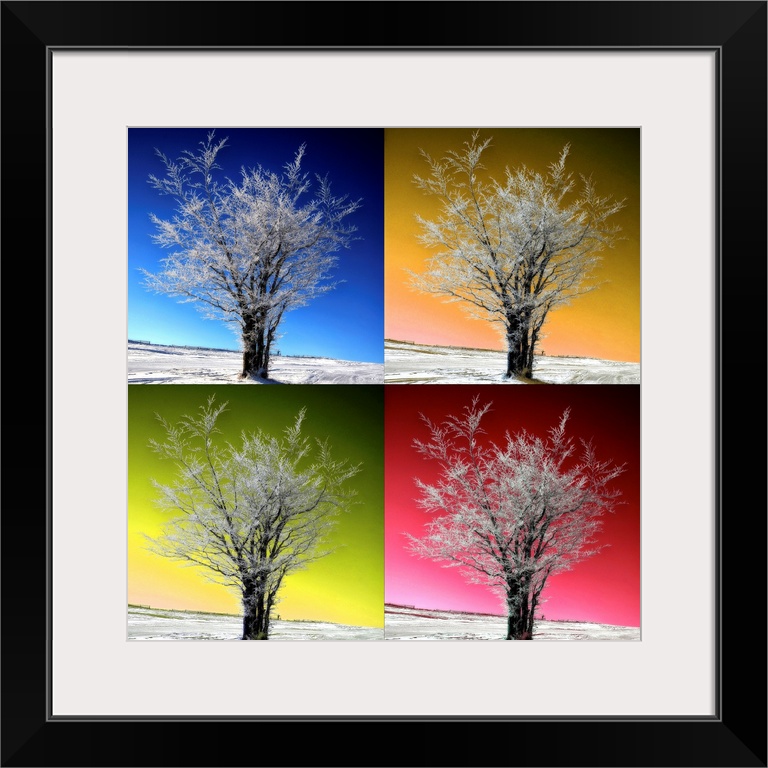 This square photograph has been edited to have a pop art quality of a tree with a different color background depicting dif...