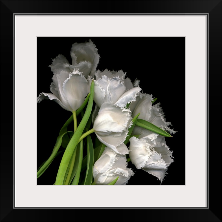 Photograph of white tulips with petals that have fraying edges against a black background.